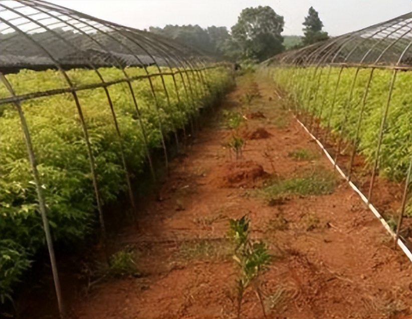 浙江小伙在家种树一斤树叶卖2万,浙江大叔种树赚大钱