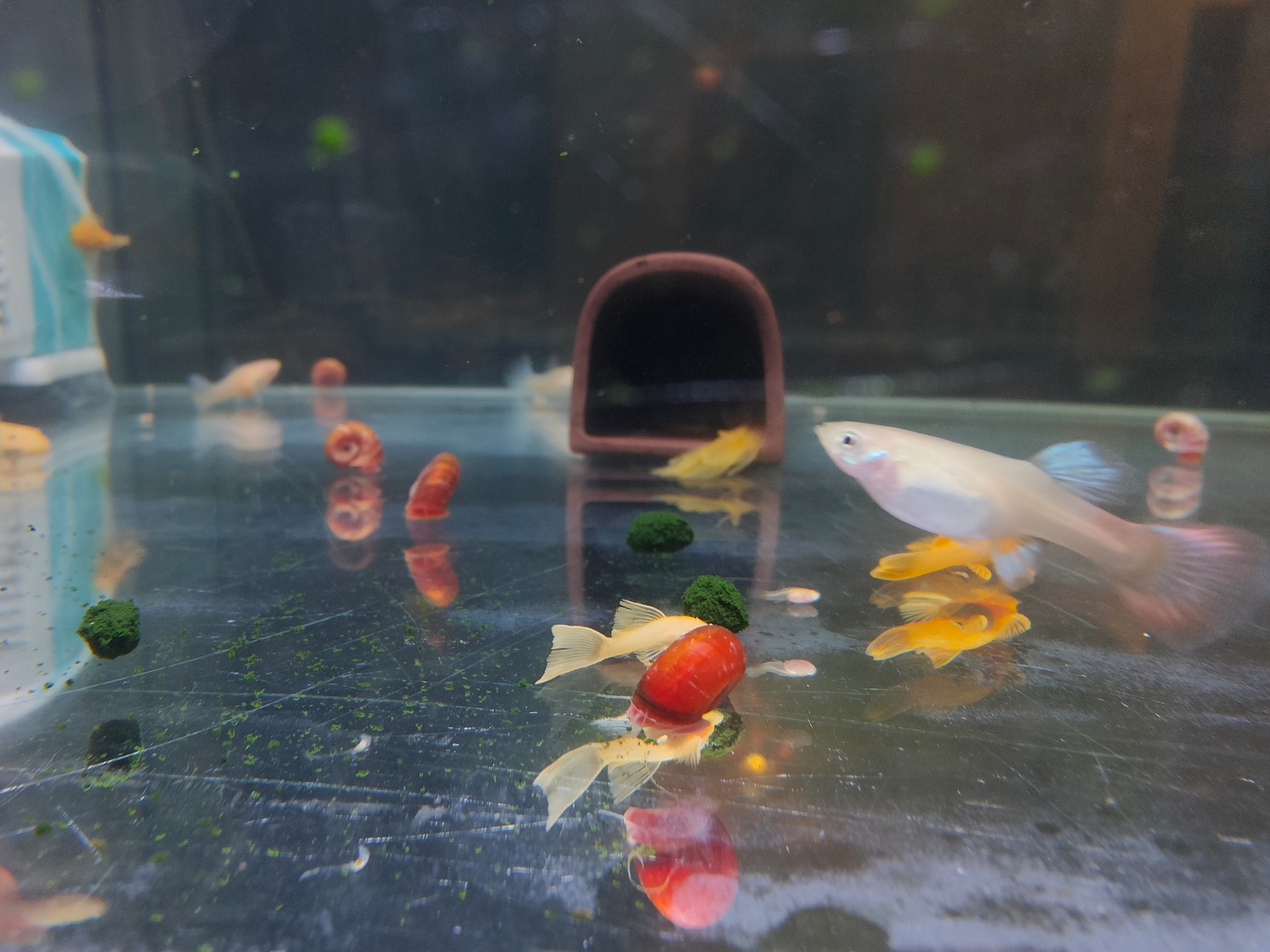 鱼缸里养苹果螺可以放水质稳定剂,什么螺可以净化鱼缸水质