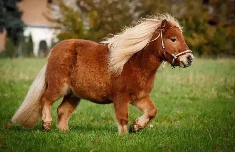 动物千姿百态,动物园的动物千姿百态