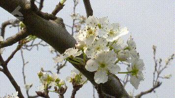 这里又一片花海！周六等你