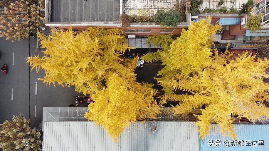 如果城市有颜色重庆,如果城市有颜色作文