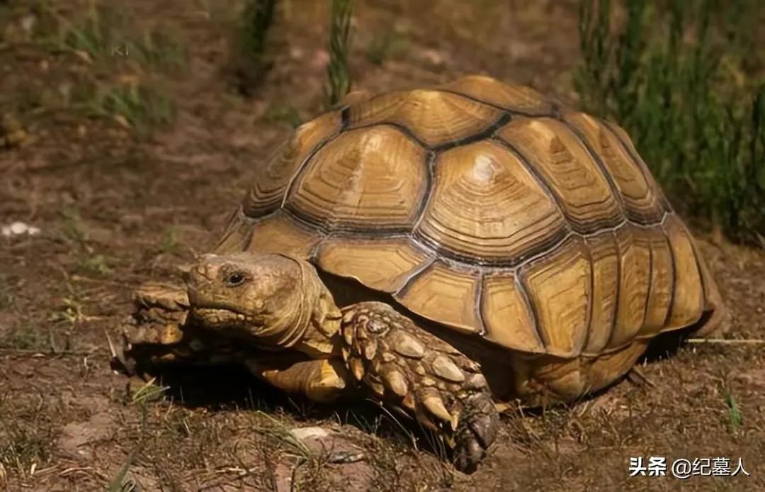 一男子捡到一只乌龟带回家养,男子在野外捡到乌龟越长越不好