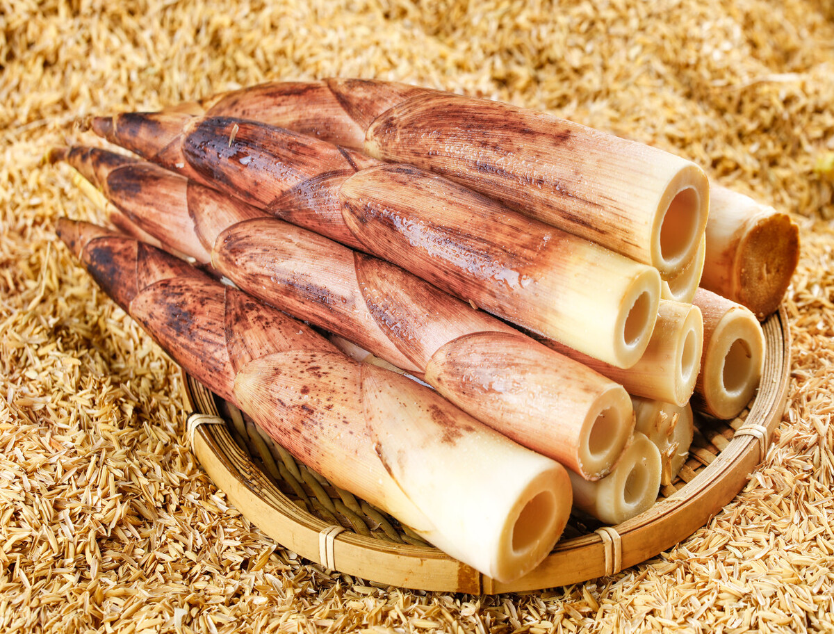 挑选竹笋的最佳方法,竹笋怎么挑选新鲜笋