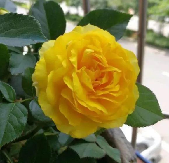 我爱月季花完整版,我爱月季花300字作文