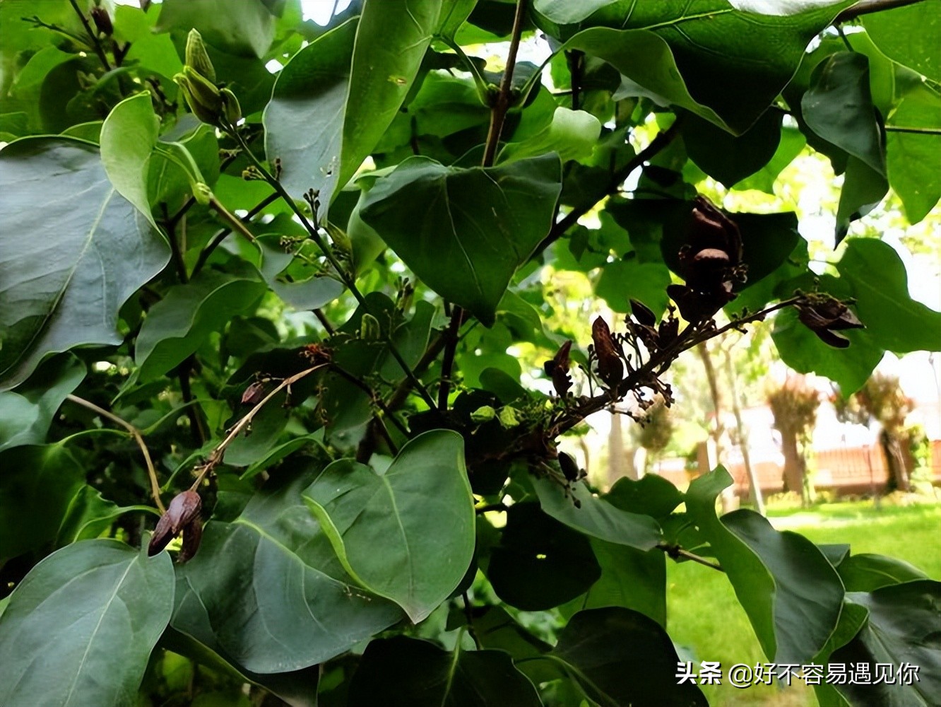 乌俄新战局,俄乌冲突下的荷兰