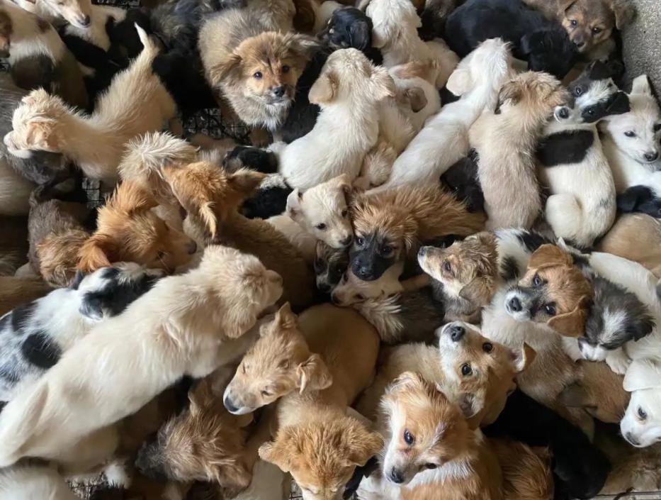 肉狗养殖前景和注意事项,商品肉狗的养殖前景