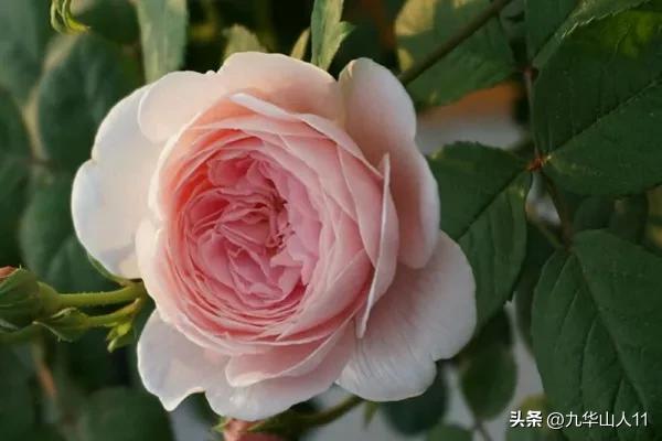 黄色系藤本月季哪个品种好,适合海南种的藤本月季品种