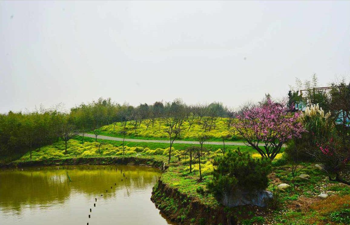 魔都上海共青森林公园,魔都赏荷天花板海湾森林公园