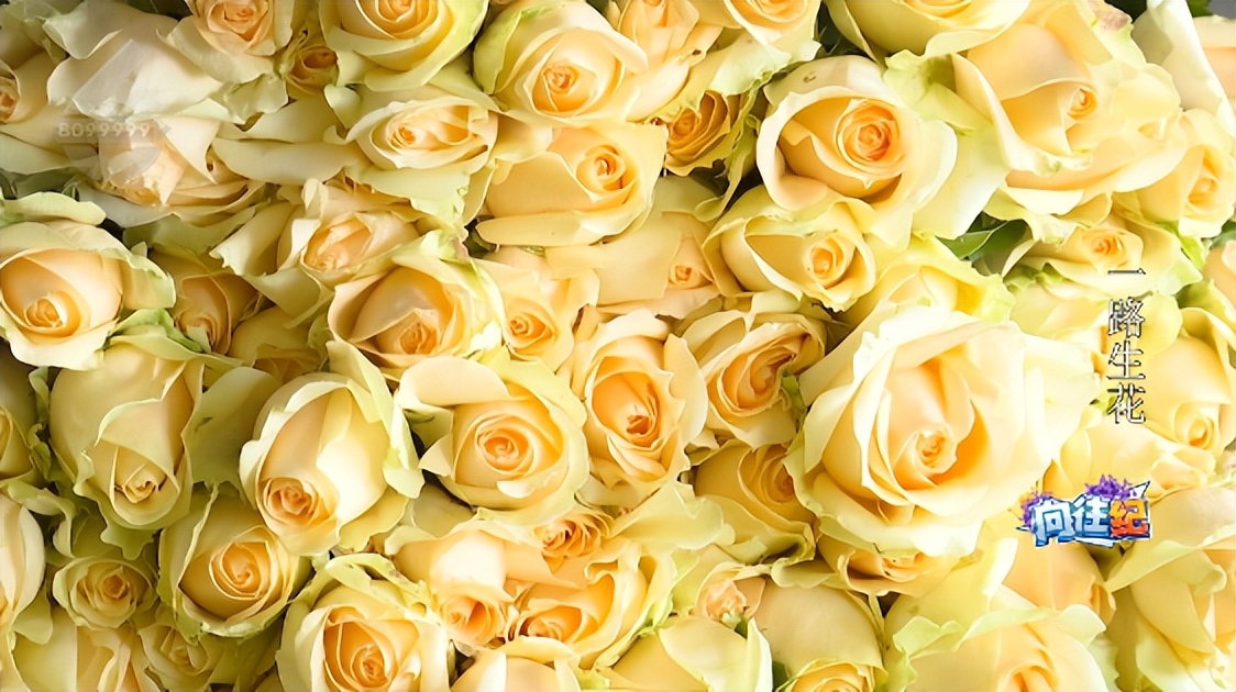 盘点人们都向往的工作,向往的工作和现实的工作