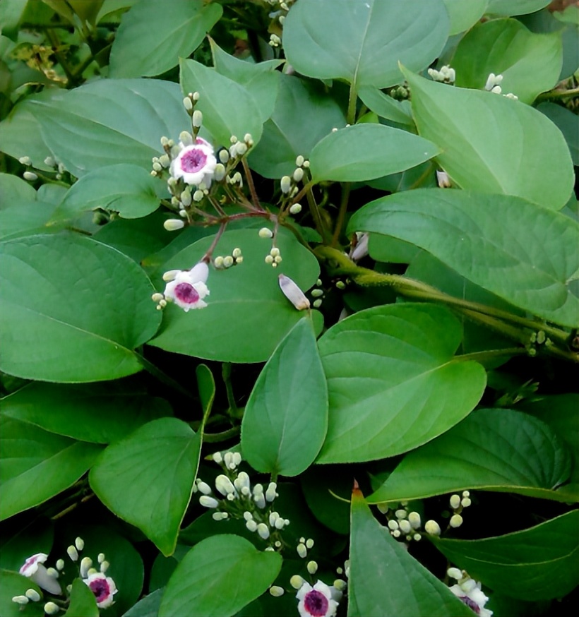 广东人爱吃的10道经典广东靓汤,广东人最喜欢喝的十款炖汤