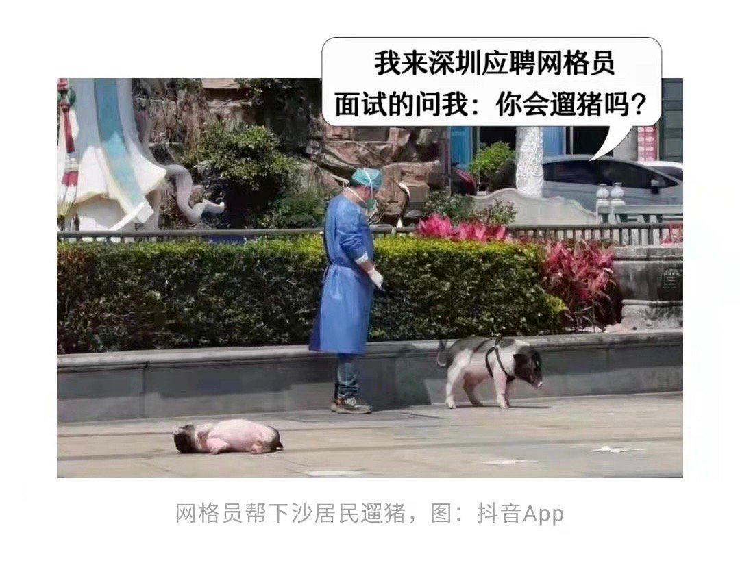 疫情宠物被无害化处理怎么办,无害化处理宠物狗
