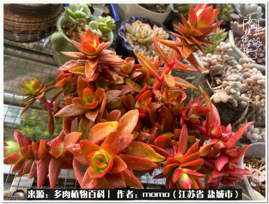 露养一个月的多肉图片,露养多肉春天外面过夜么