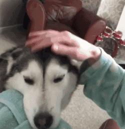 大型犬真的让人很有安全感,建议女生养的大型犬有安全感