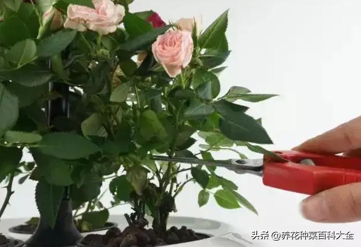 总把植物养死是缺什么,养花如何不把花养死