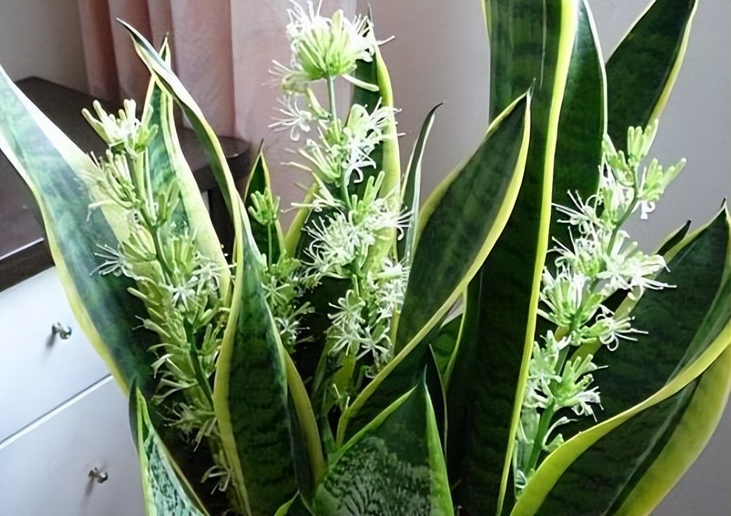 这几种花不怕晒又好养放心购买,这五种盆栽真心值得养