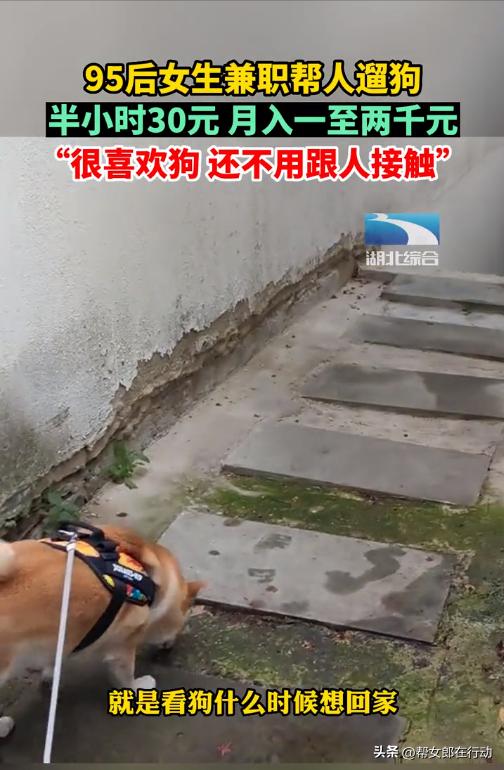 95后女生兼职帮人遛狗月入上千,95后女生兼职帮人遛狗