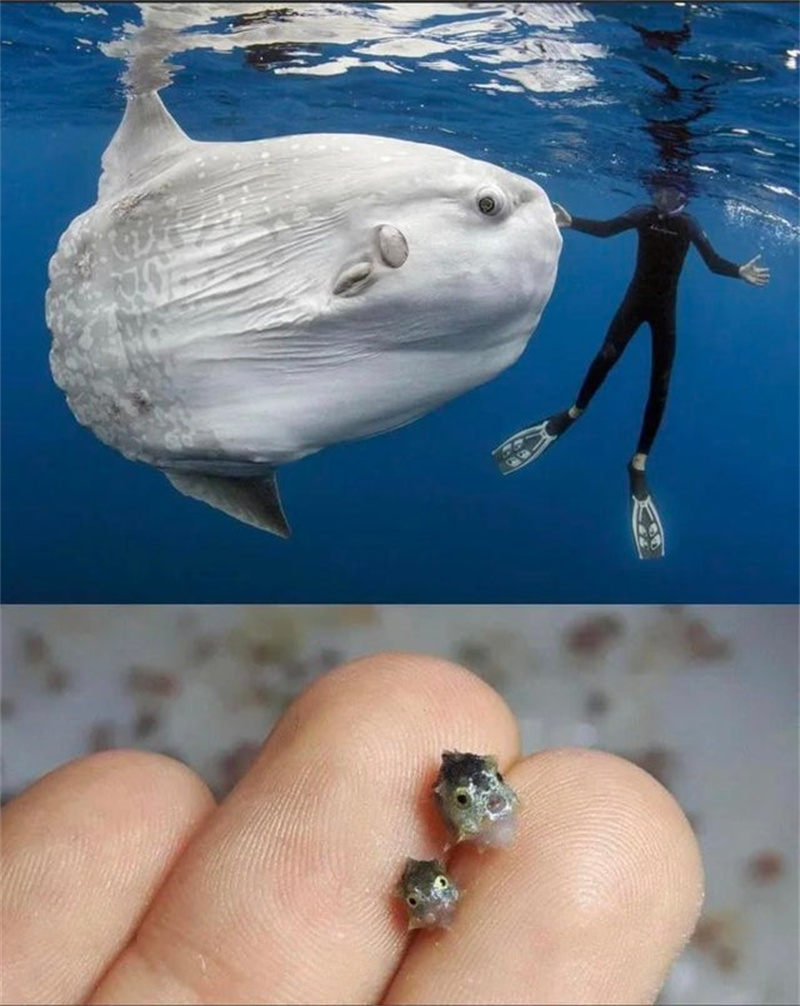 一组真实的照片:120米的长距离水漂,墨西哥的陶土武士