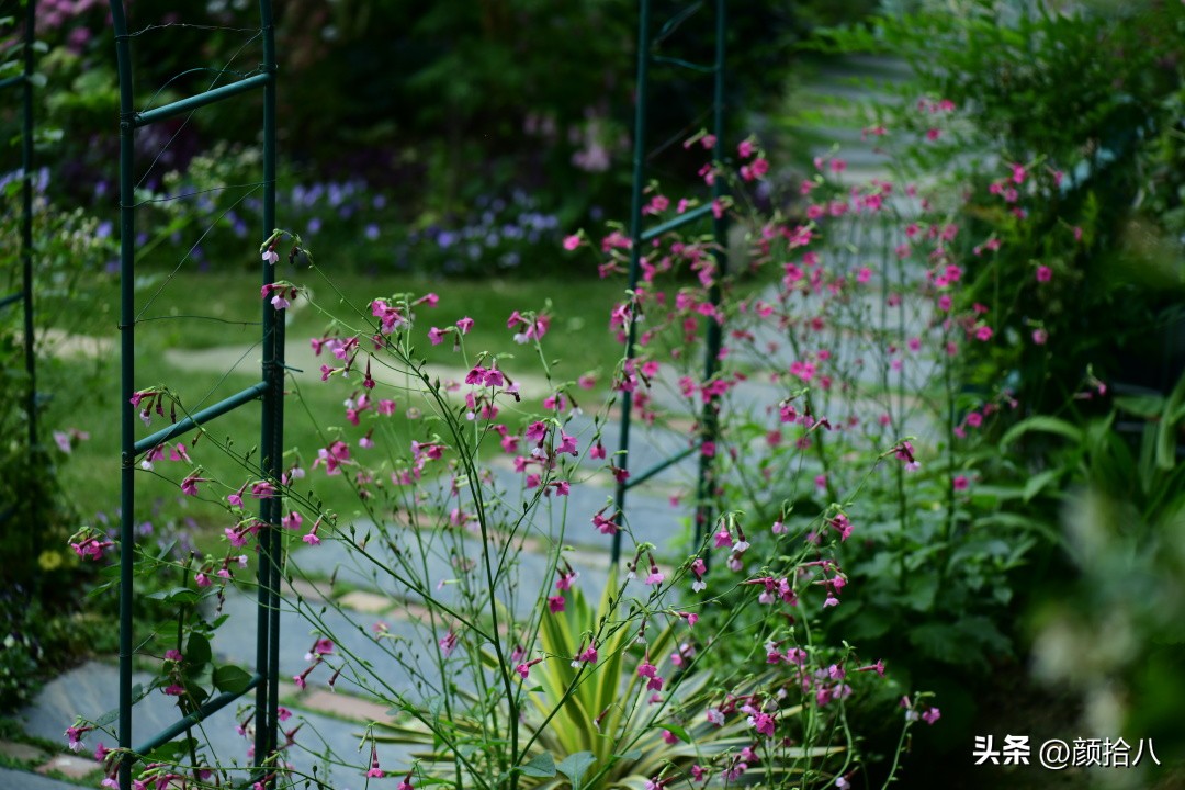 冬天开花的室外花卉盆栽,温室盆栽观花花卉植物