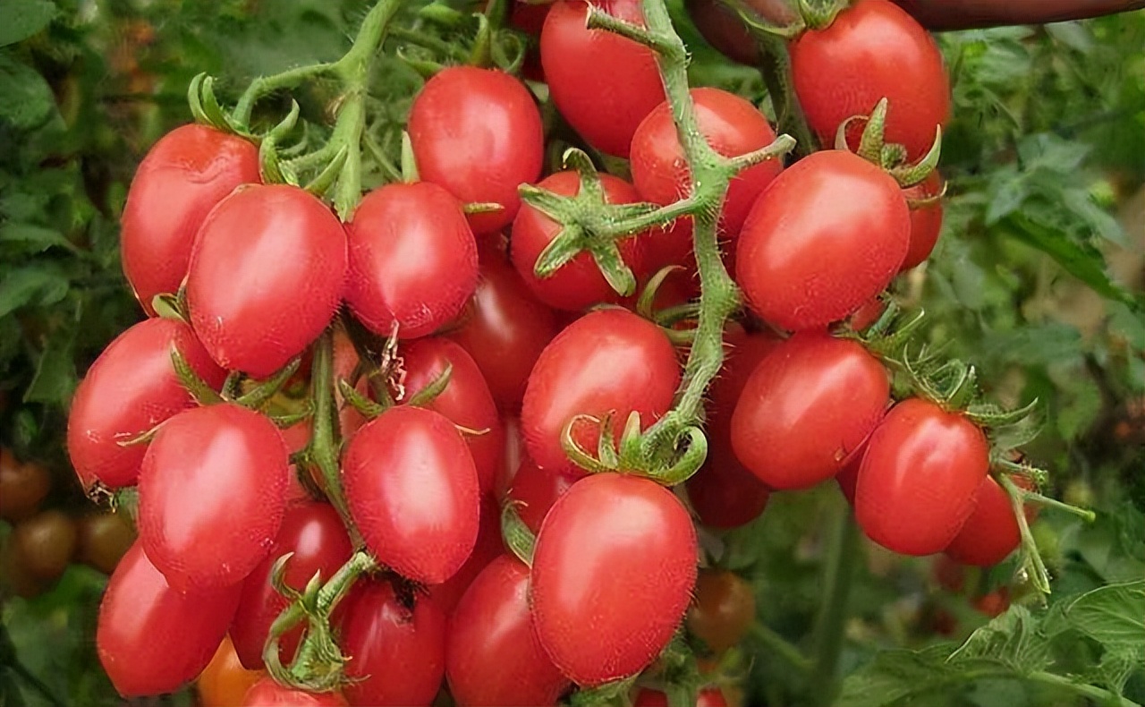 在核糖核酸的干扰下，病毒对转基因番茄植株有什么影响？