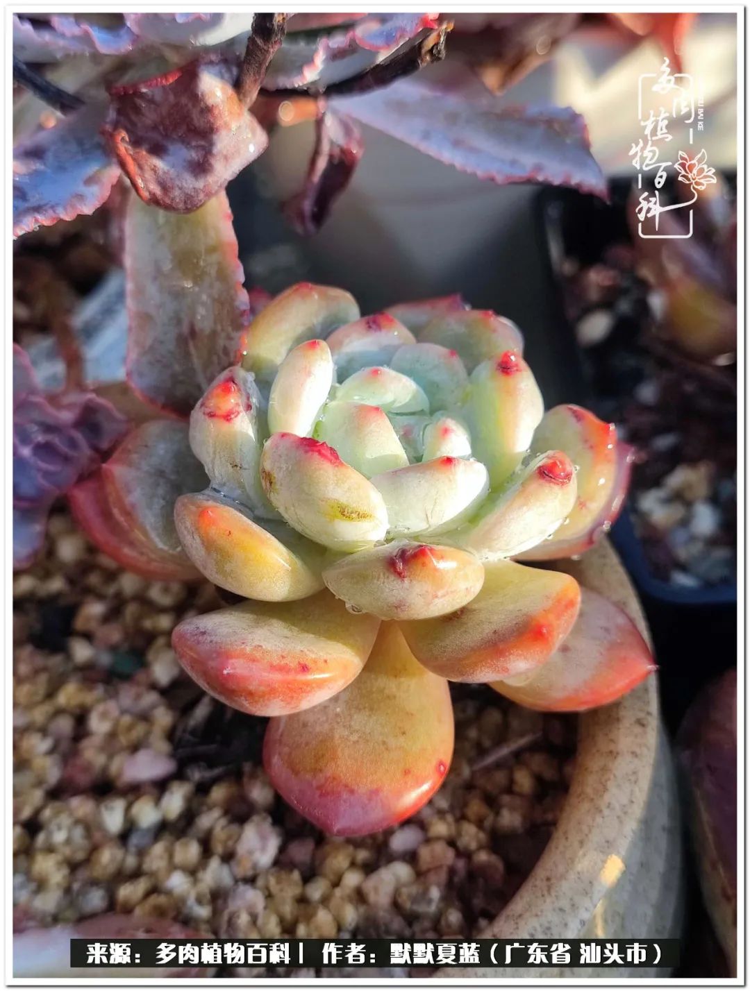 多肉虐我千百遍，我待多肉如初恋