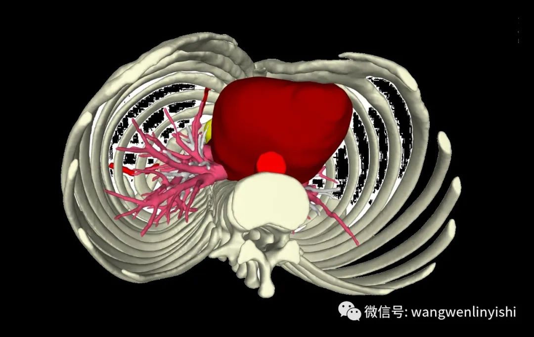 胸壁肿瘤切除重建,胸壁结核脓肿手术