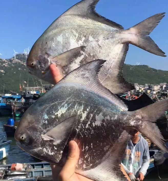 海鲜有什么品种的鱼类好吃,海鲜鱼类名字大全