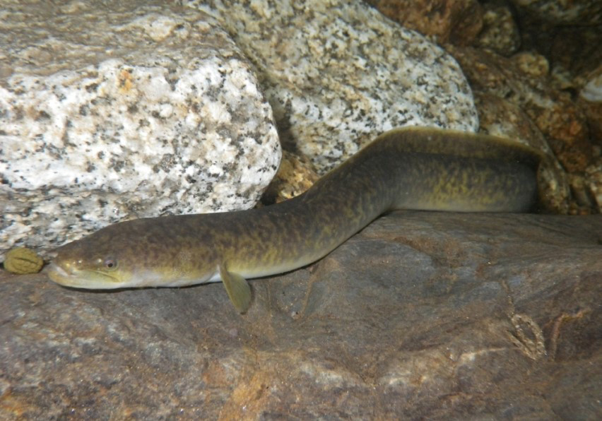 可以放心吃的几种野生鱼,野生鱼哪些地方不可以吃