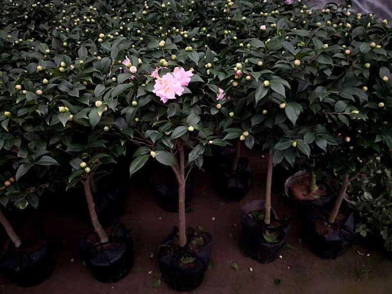 寿命最长的植物盆栽,适合北方庭院种植的耐旱花木盆栽