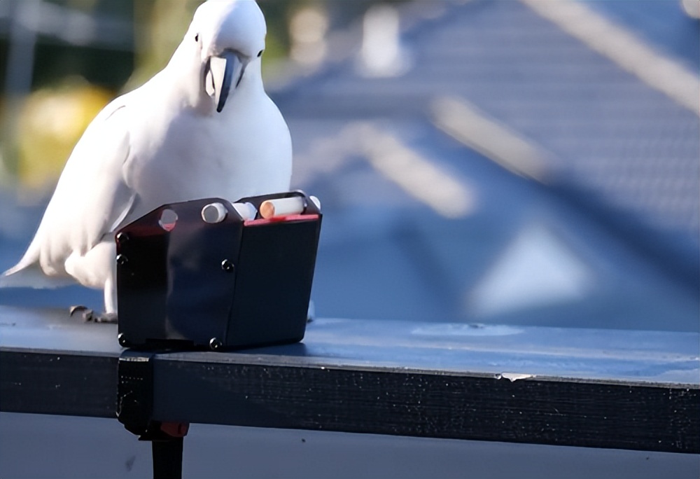 人鸟大战不断升级，想阻止鹦鹉乱翻垃圾桶太难了