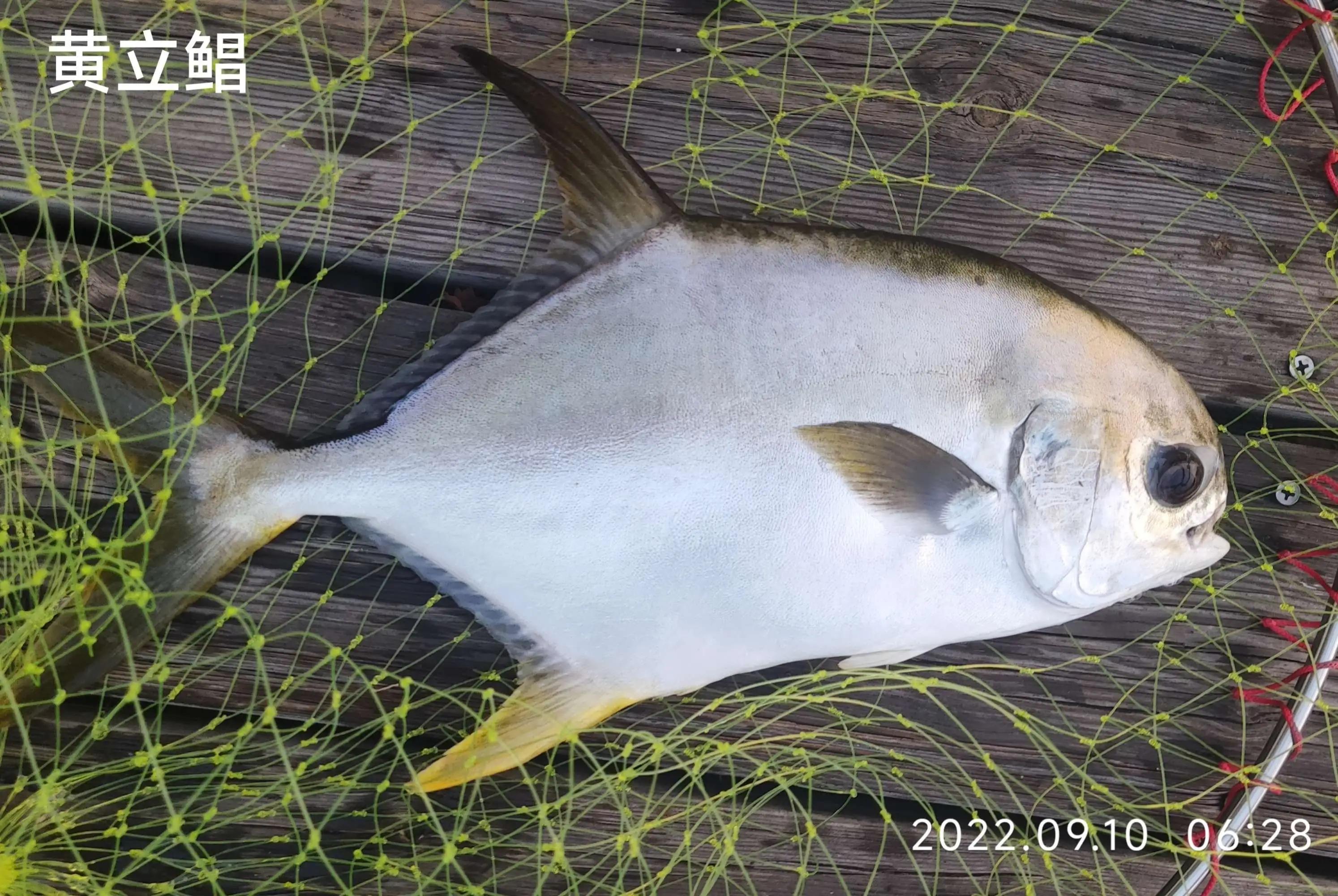 20种常见海鱼,十大常见野生海鱼