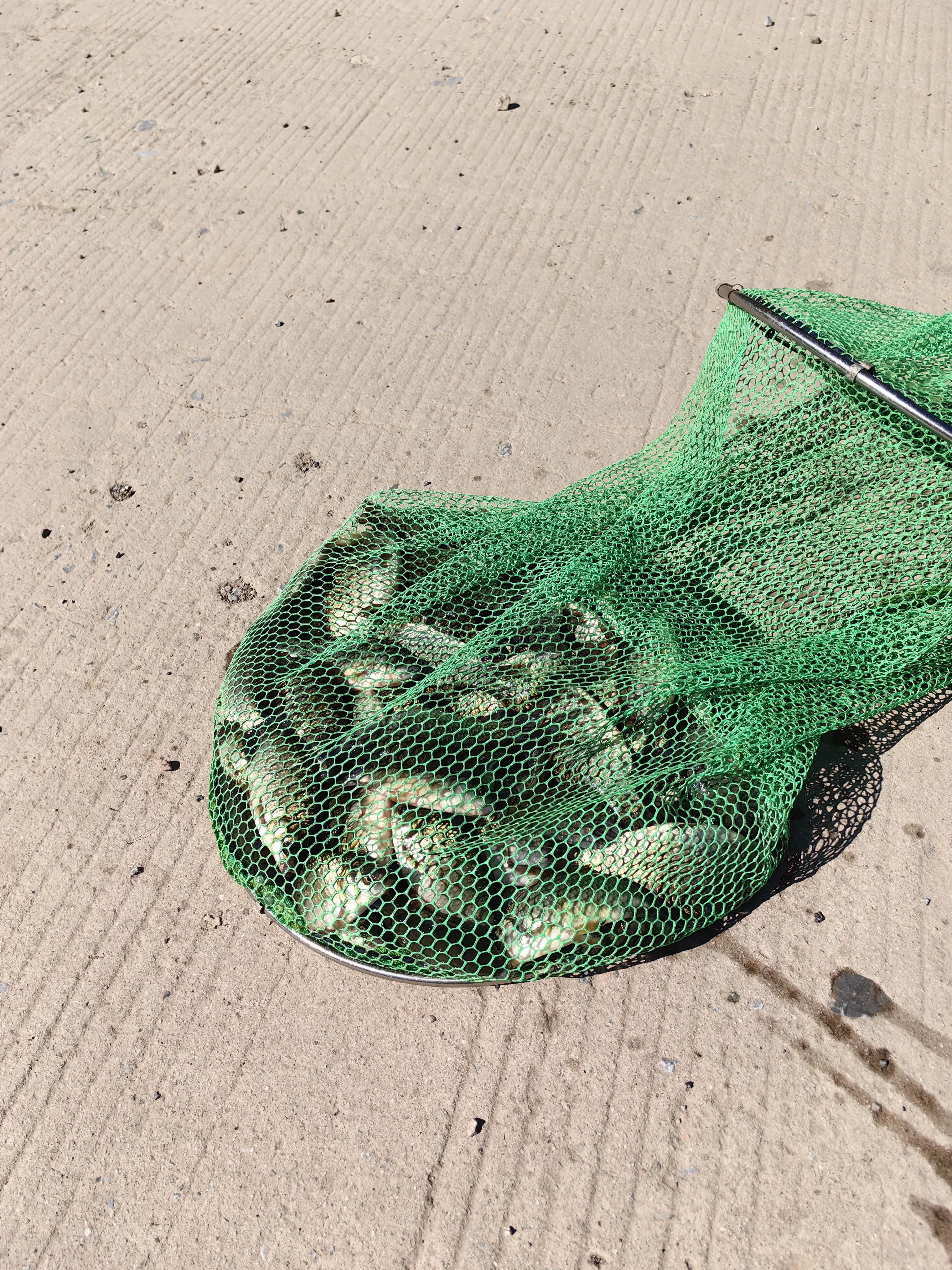 明大大原声,明大大记录生活