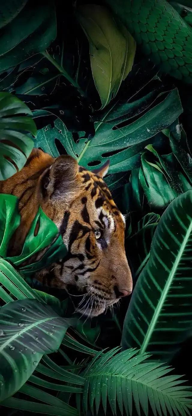 戏说老虎图文杂汇