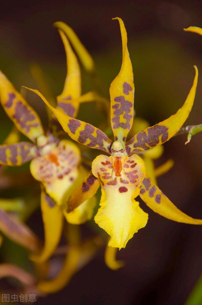 一花一深爱，花海美蓝天，花艳醉*光春**，花笑荡柔情，人间如仙境