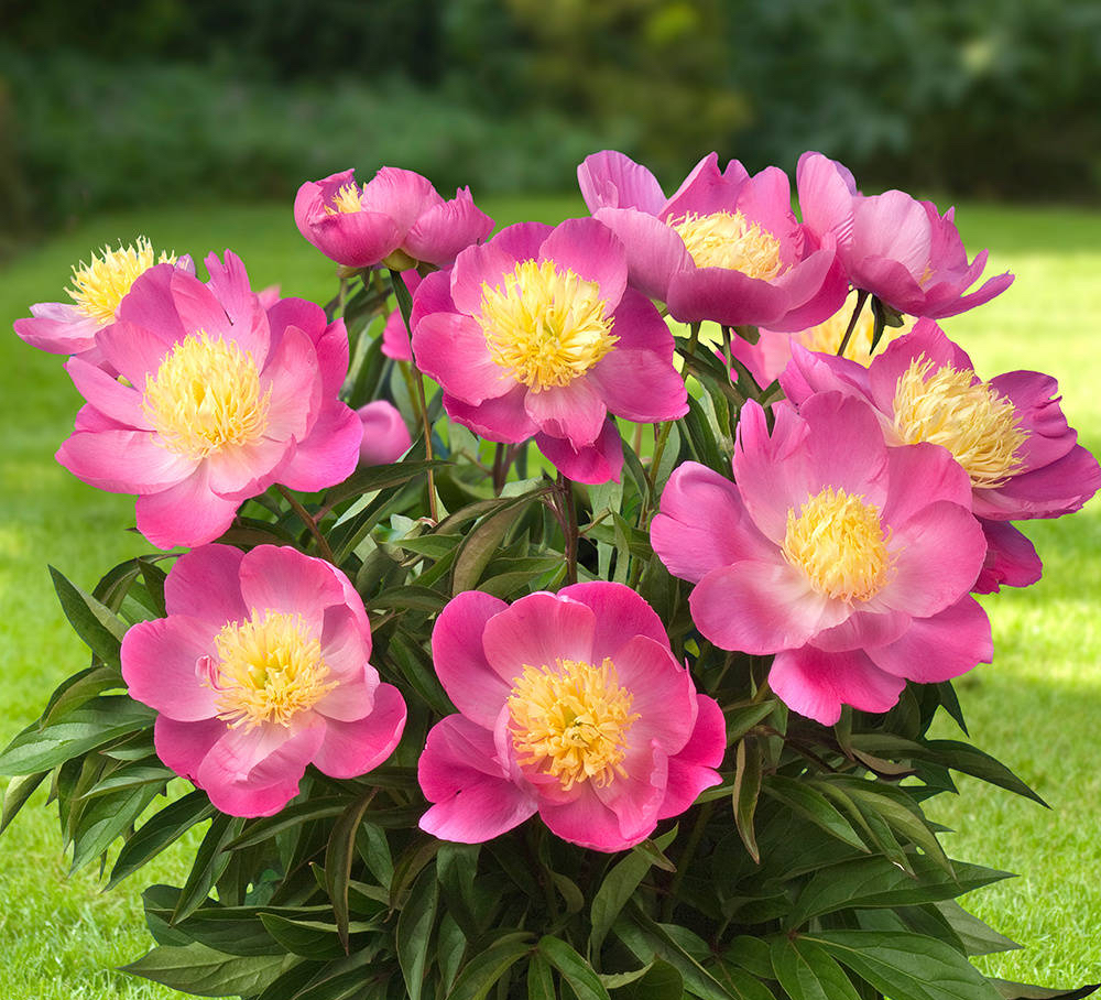 芍药花怎么养才好看呢,阳台怎么养芍药花