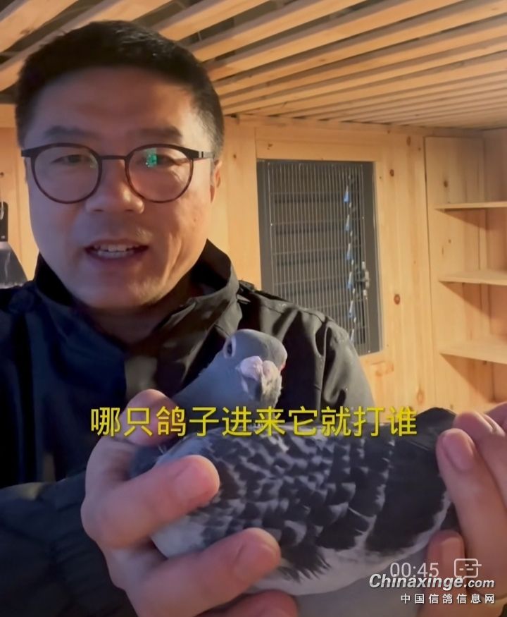 如何避免种鸽在窝里打架,怎么控制鸽子不乱落