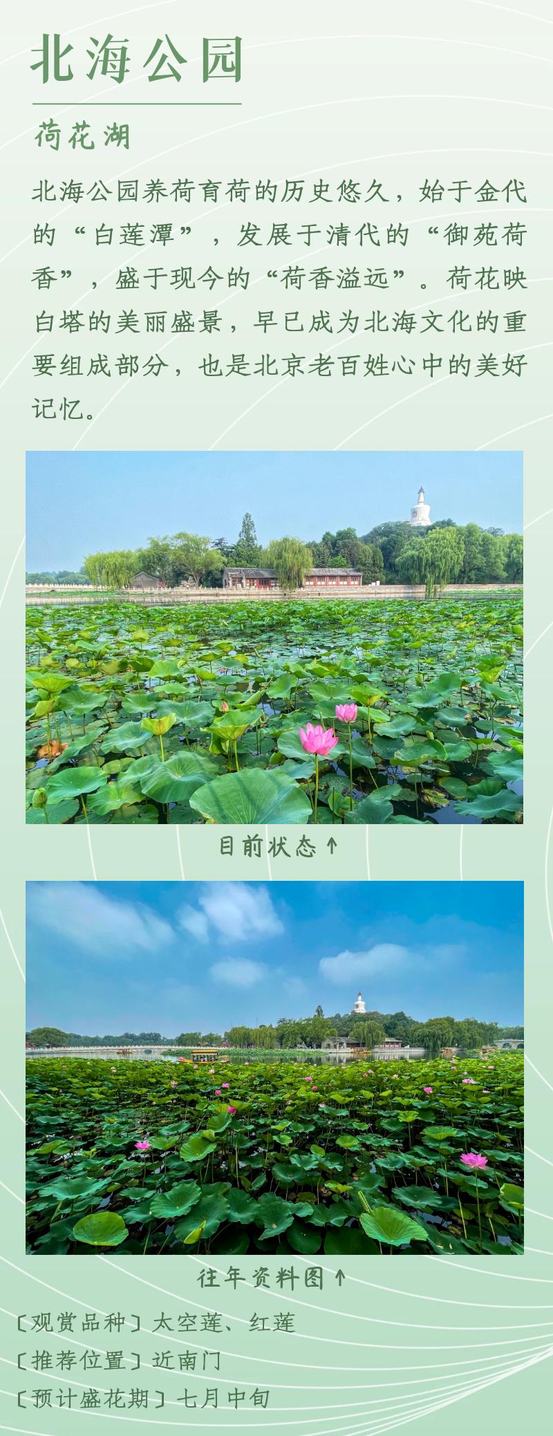 北京赏荷花最佳地点,北京赏荷花的公园