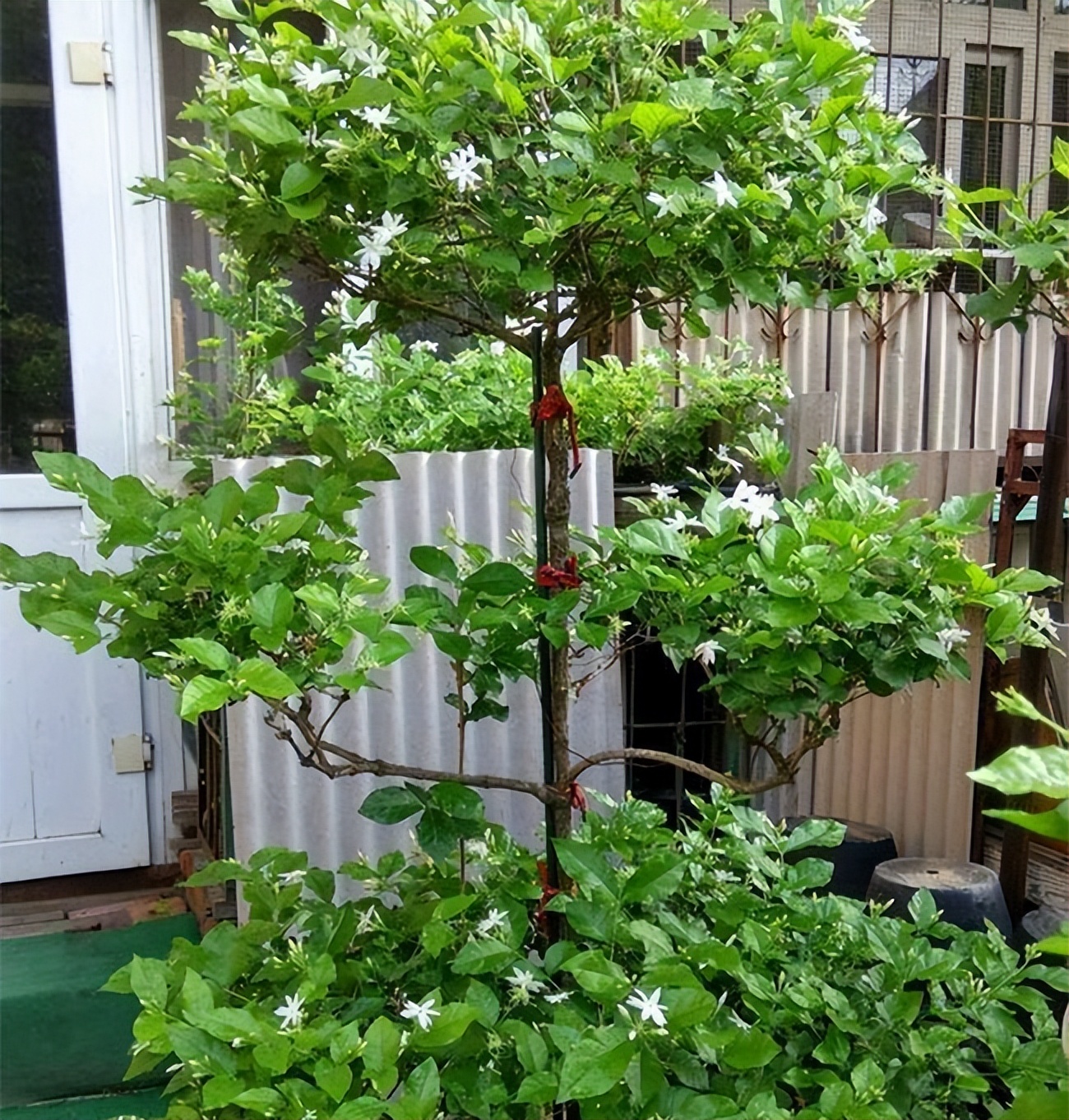 茉莉花怎么养迅速开花,茉莉花如何养开花不断