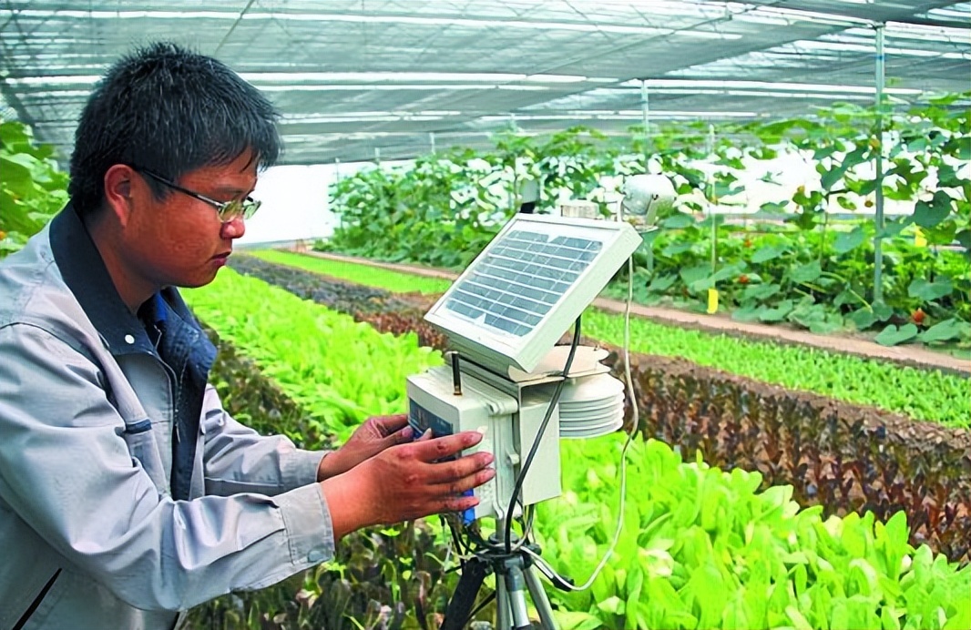 无线传感器网络技术：不同肥料处理下生长的秋葵的比较分析