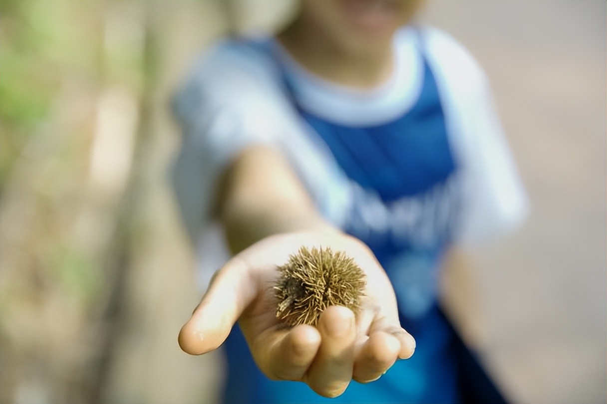 坪山金龟生态艺术小镇,坪山全域自然博物步道
