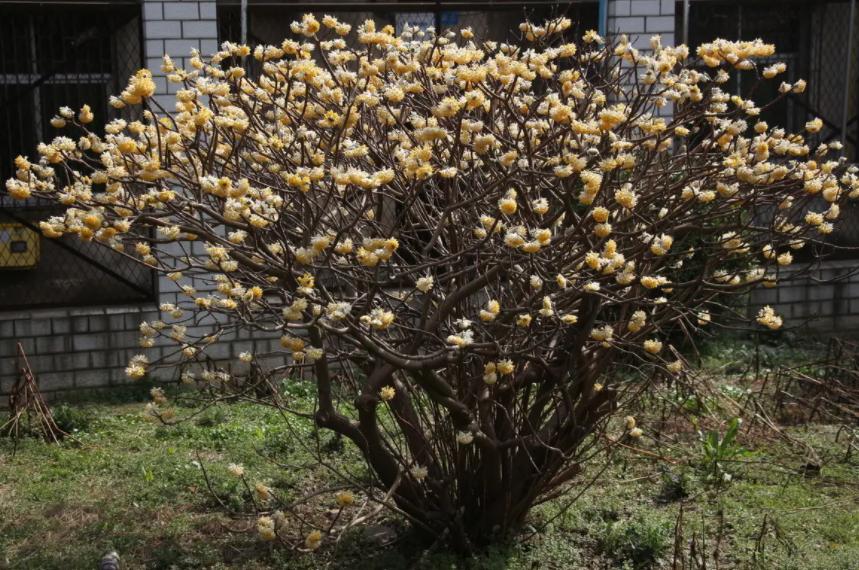 18种花卉的种子,100种最好养又好看的花