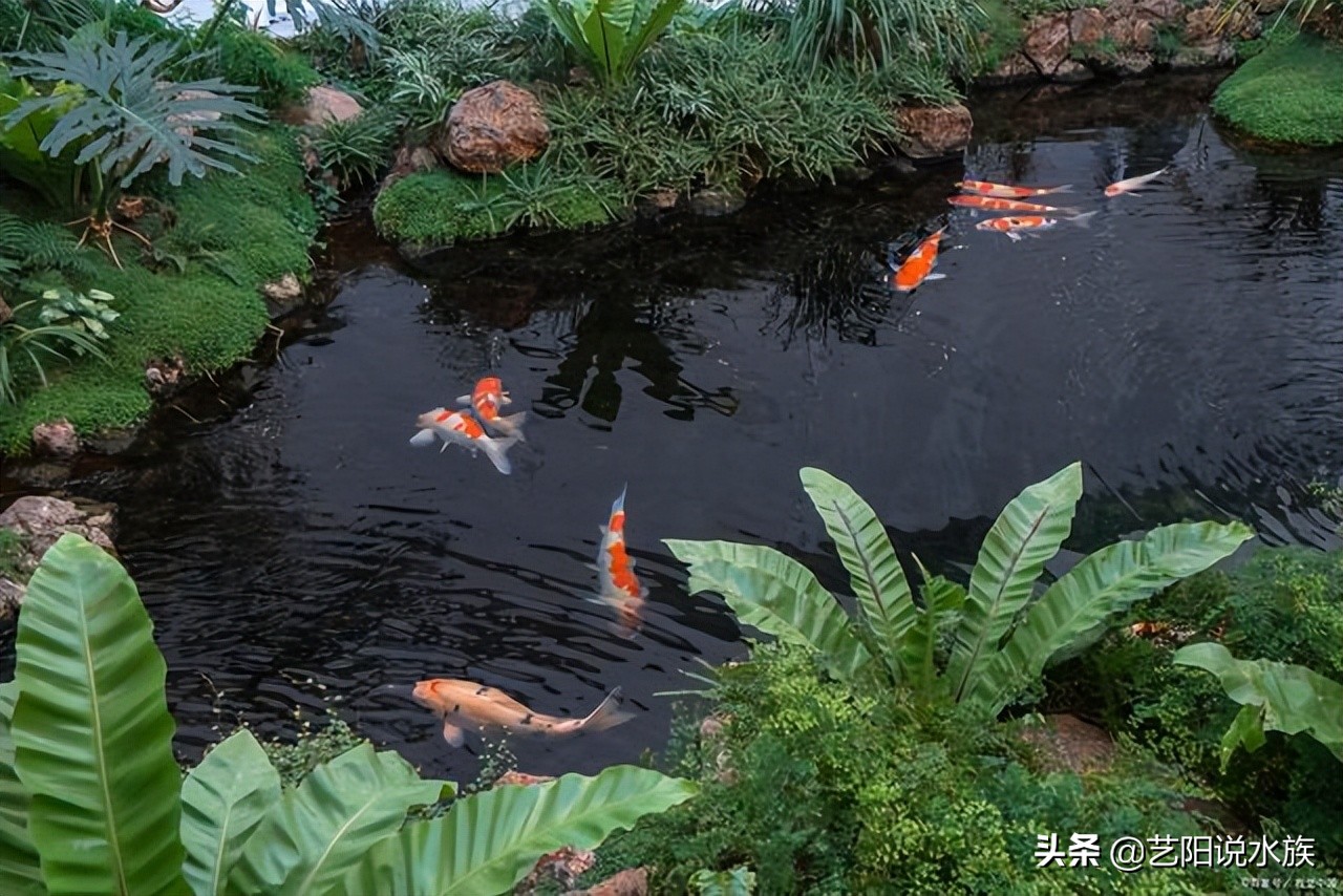 如何养锦鲤需要注意什么,锦鲤招财带好运