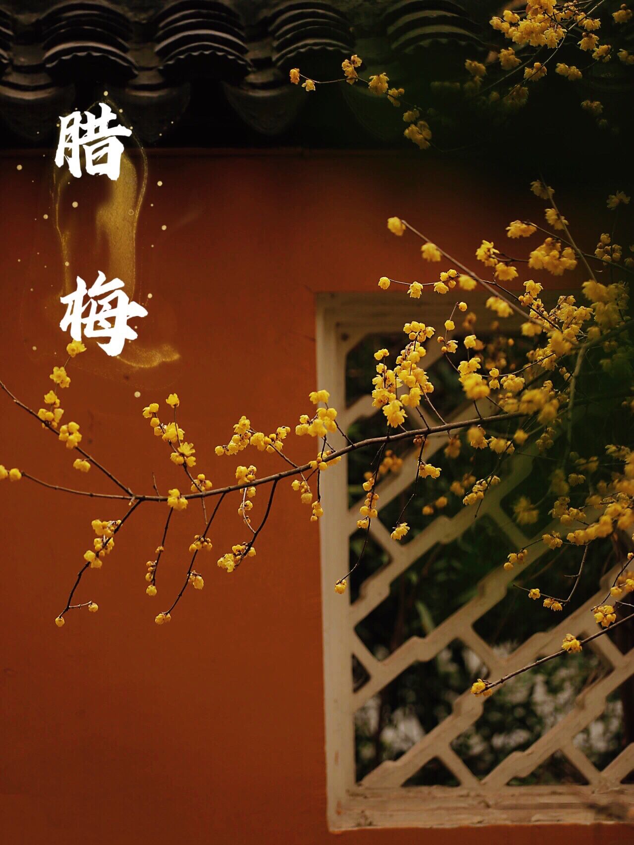 篱菊抱香死，化入岁寒枝——腊梅，腊月之花，凌寒早放，傲骨天香