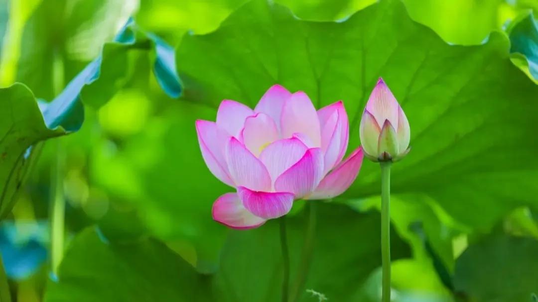 北京8处赏荷胜地,北京赏荷花最美的地方