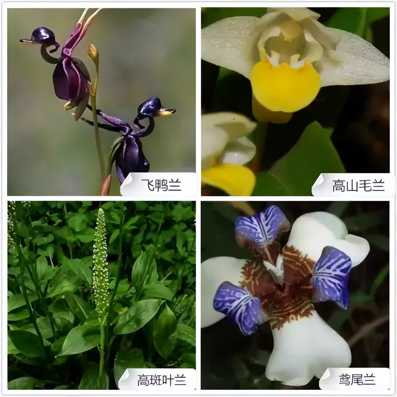 常见兰花品种图片名称及介绍大全,各种兰花品种名称及图片大全