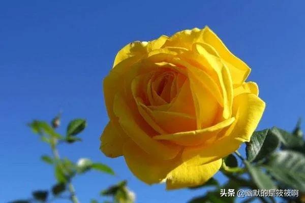 不同颜色玫瑰花的花语是什么意思,不同颜色玫瑰花在一起表示什么