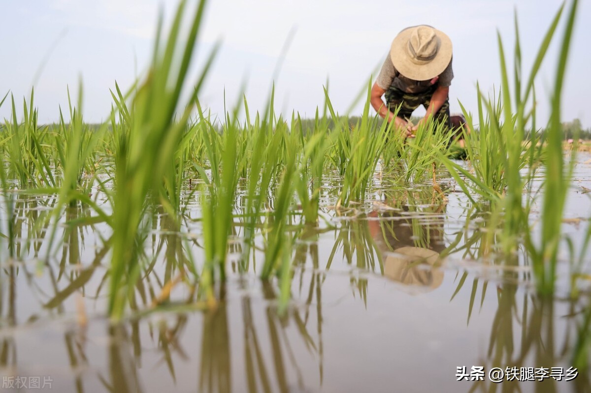 当代农民，勤劳致“穷”，有5条现实逻辑？
