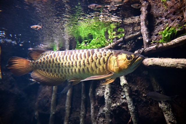 观赏鱼缸为什么会混浊？如何解决鱼缸混浊？硝化菌有什么作用？