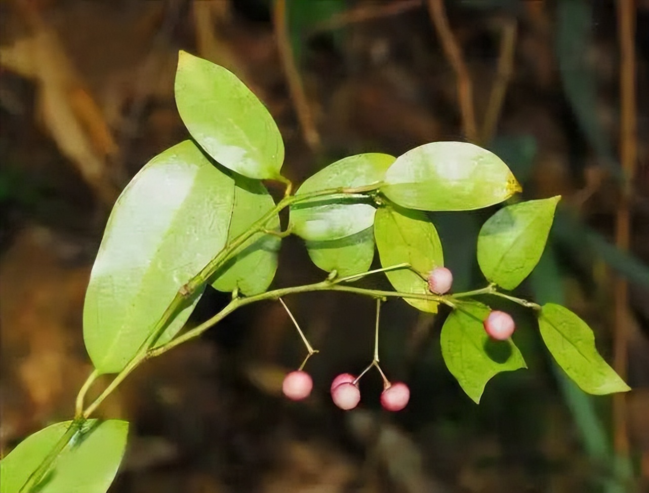 什么藤类中药需要和鸭蛋同煎,中药的藤类