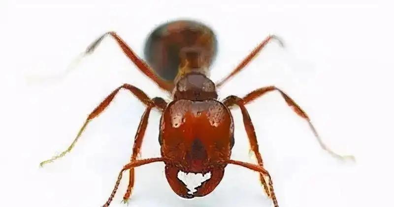 红火蚁被蜇伤的视频,被红火蚁咬哪里最危险