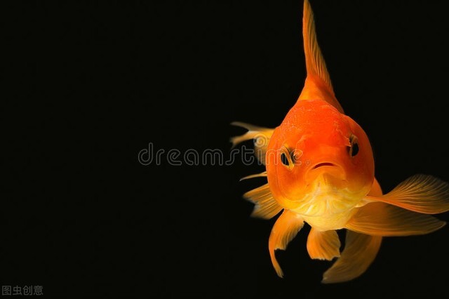 泰狮金鱼种类,金鱼卵种类